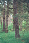 Kiefernwald