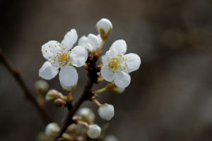 Früh blühen