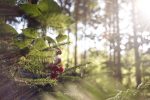 Brombeere (noch nicht reif)