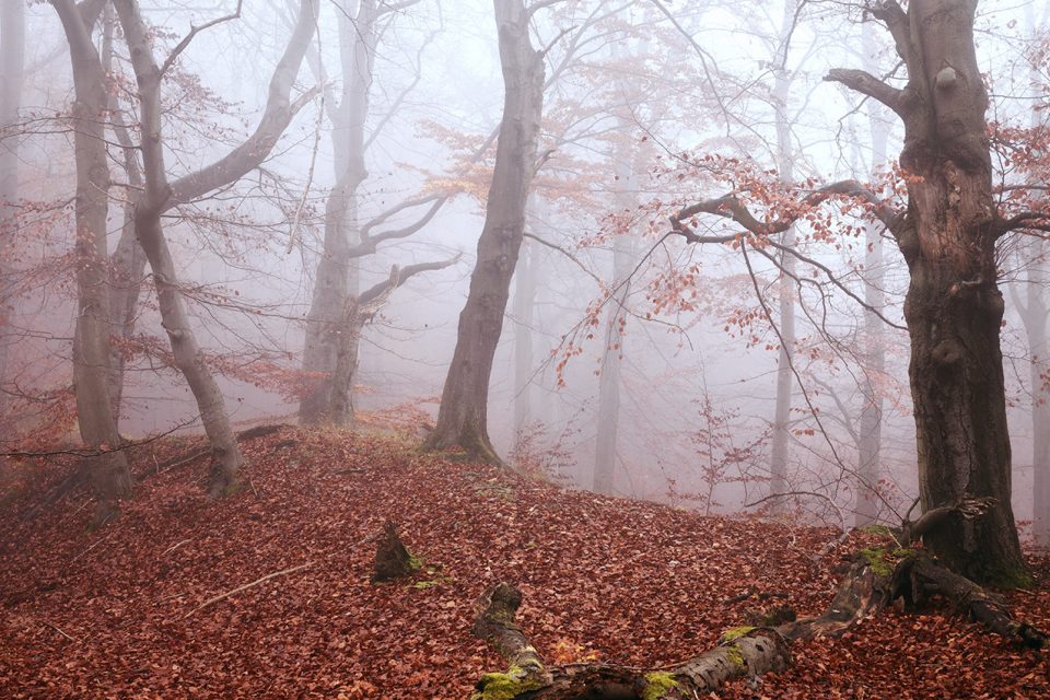 Im Nebel